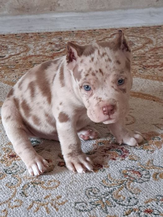 Щенки американский булли