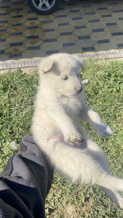 Күшік беріп жіберем лайка мәшкі аралас