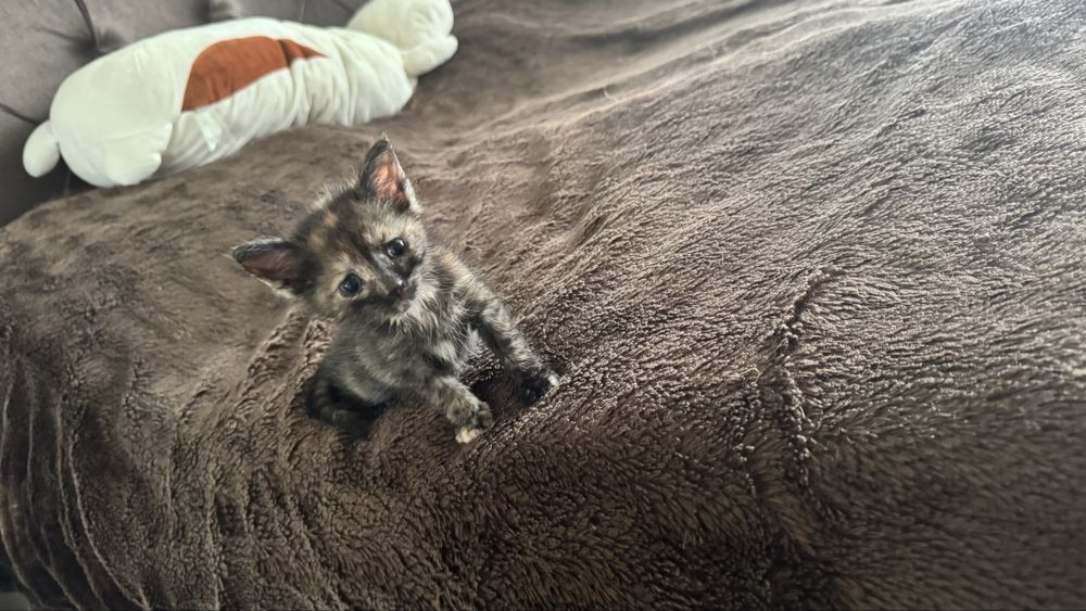 Котенок в добрые руки