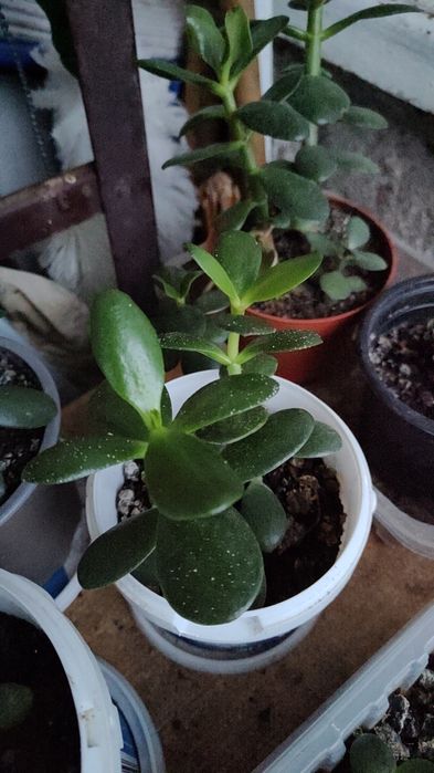 Vând planta decorativa Crassula și Regina Purpurie