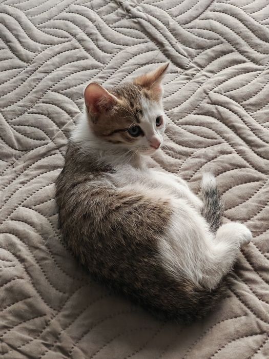 Котенок в добрые руки