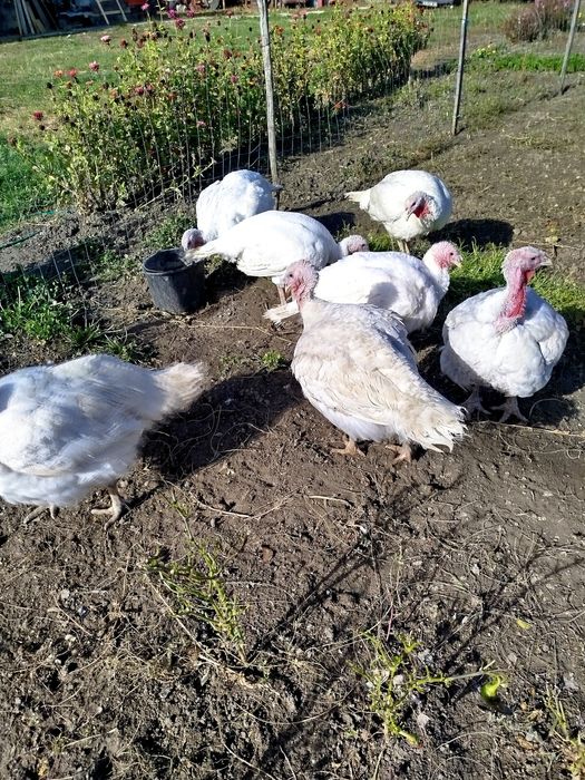 Vând Curci peste 15 kg