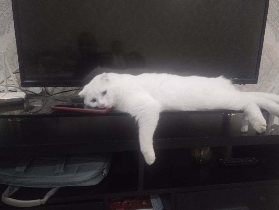 Vyazka yaxshi mushuk zotli