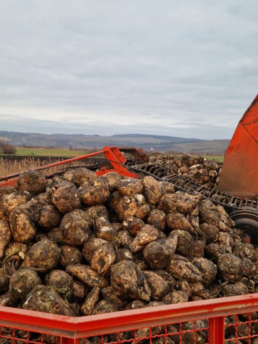 Sfecla de zahar 2025