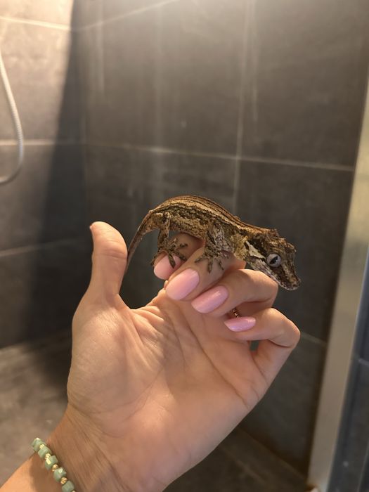 Soparla Gargoyle Gecko