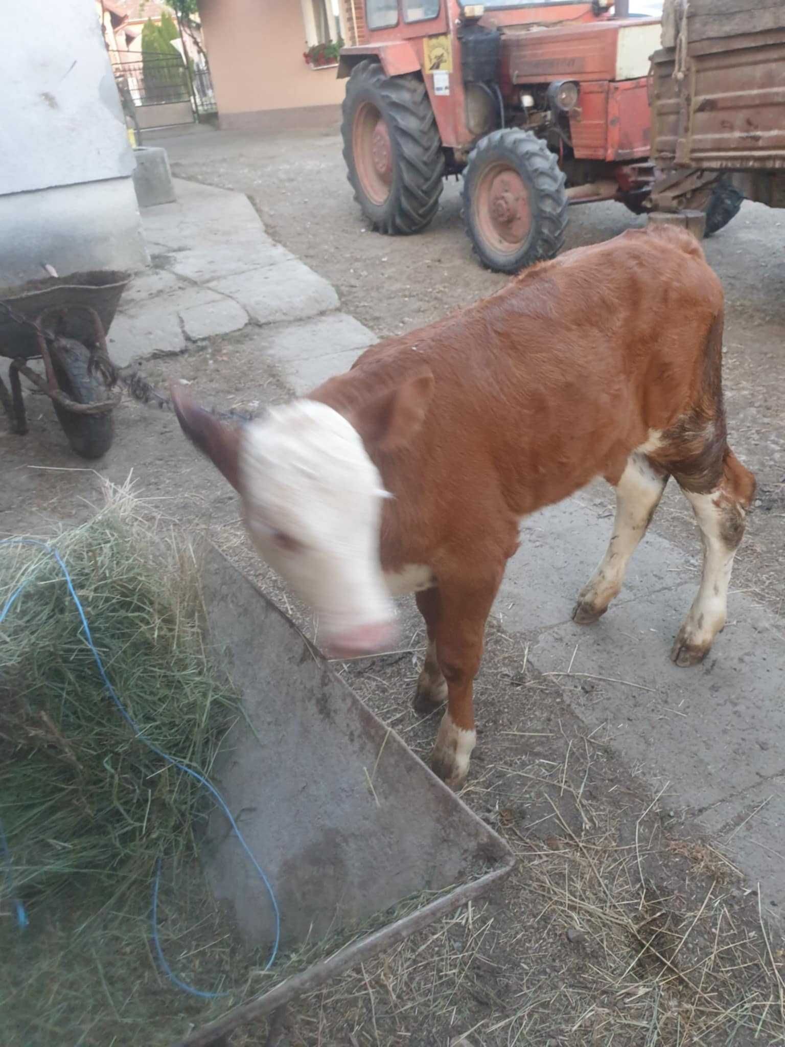 Vitea de vanzare