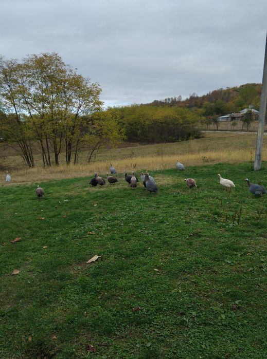 Vând masculi de bibilică