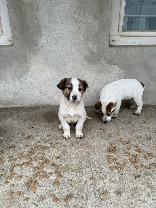 Ofertă adopție – 4 căței, 2 luni, GRATUIT