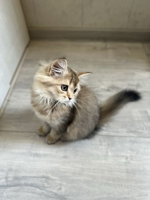 Котенок шиншилла девочка, срочно