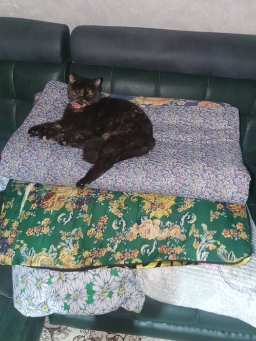 Кошка пародистая. Отдам в хорошие руки