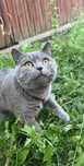 Motănel Brithis shorthair