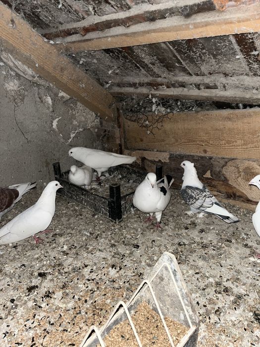 Porumbei diferite rase