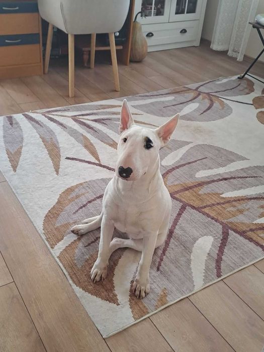 Бултериер чистокръвен