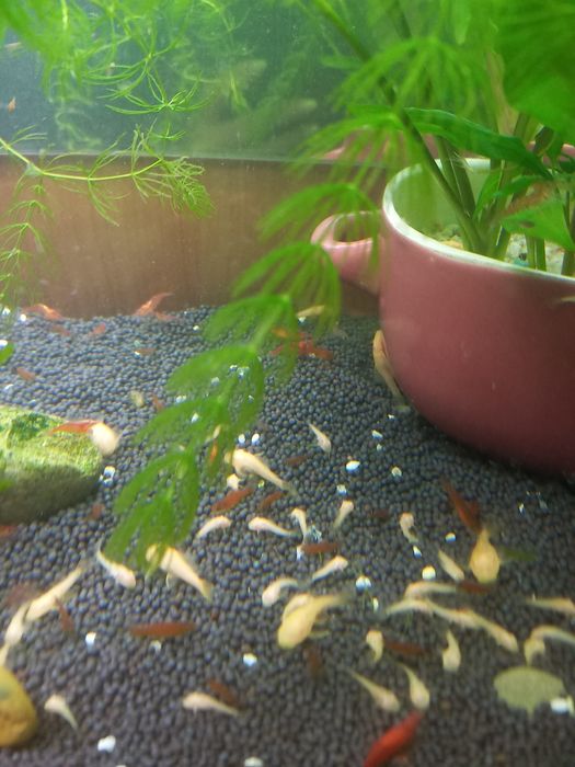 Продам аквариумы