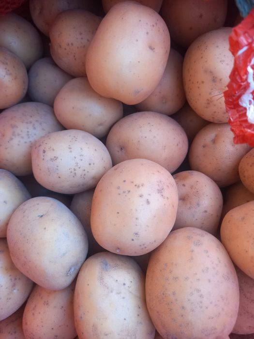 Продам семенной картофель