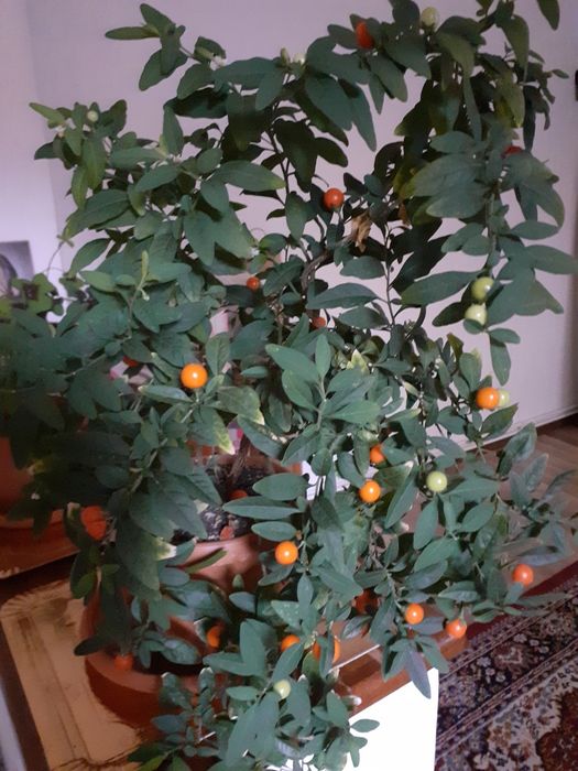 Ghivece cu flori de cameră