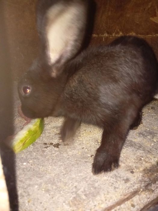 Iepuri de carne de vanzare