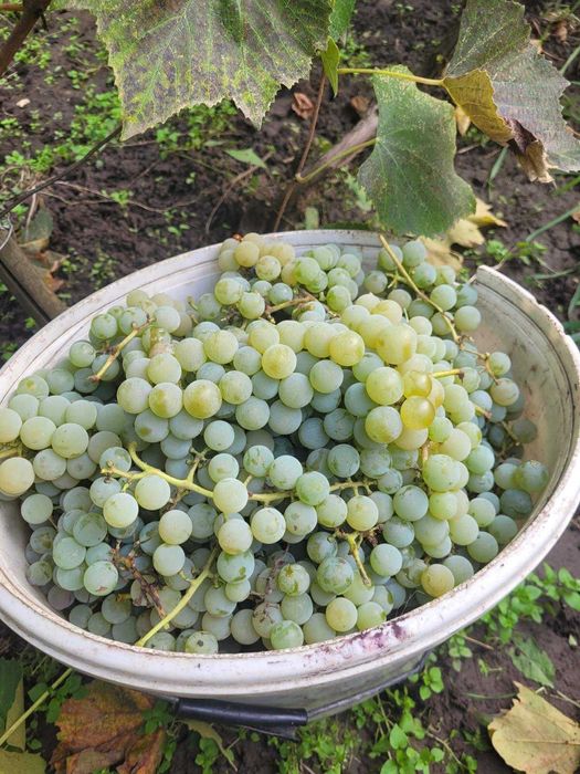 Vand struguri capsuna/fraga