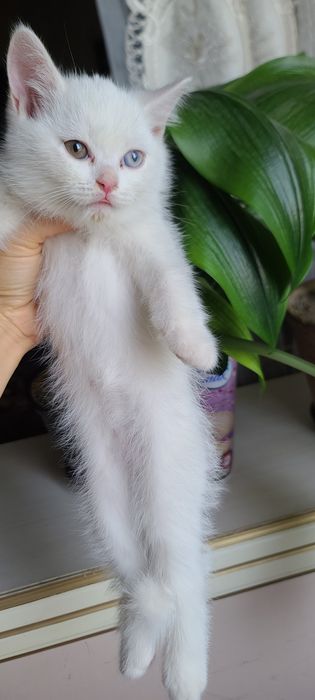 Продажа! Котята скотиш фолд
