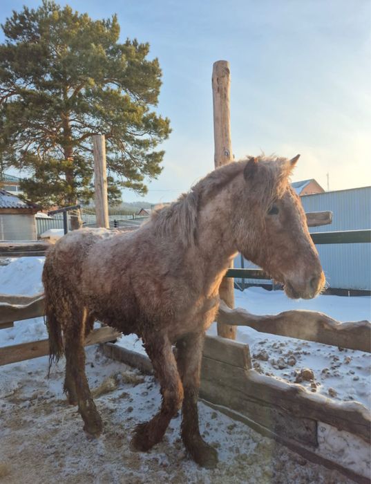 Продам откормленного тая