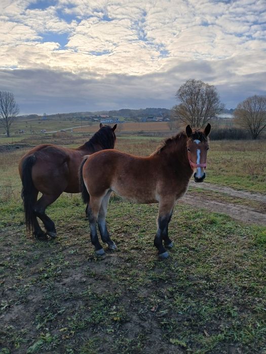 Vând manza de 6 luni