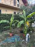 Bananieri Pui Musa Basjoo Lastari Roditor exotic (banan banane banani)