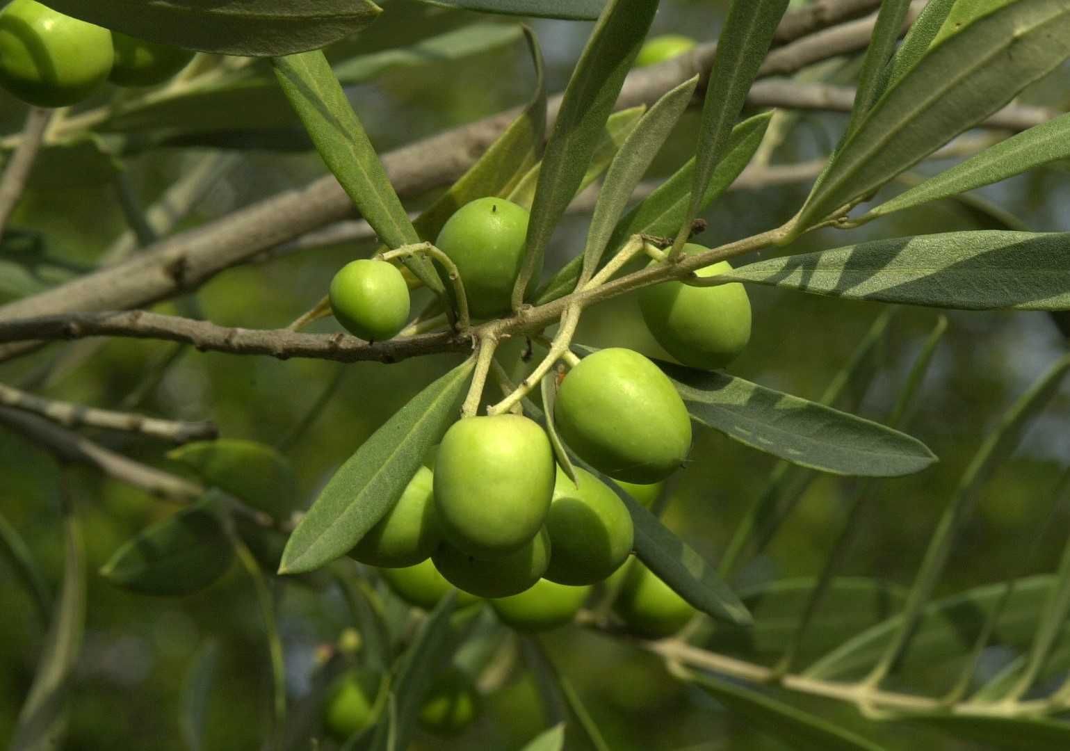 Maslin 50 -90 cm (Olea europaea)