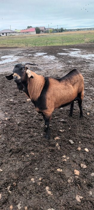 Vând țap alpin francez