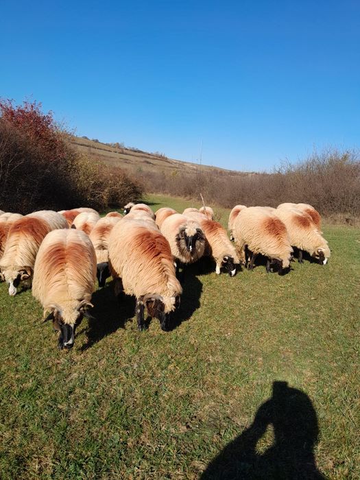 Vând 30 de oi miori și stramiori