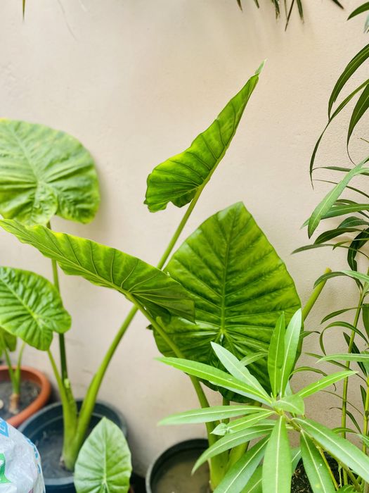 Colocasia planta in ghiveci