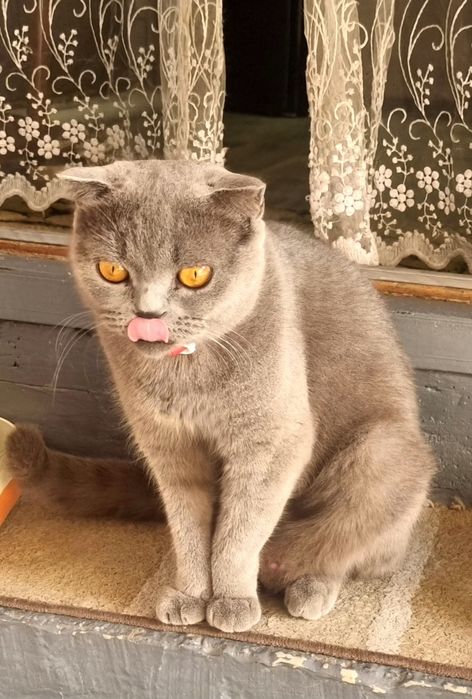 Продаётся срочно кошка Британская