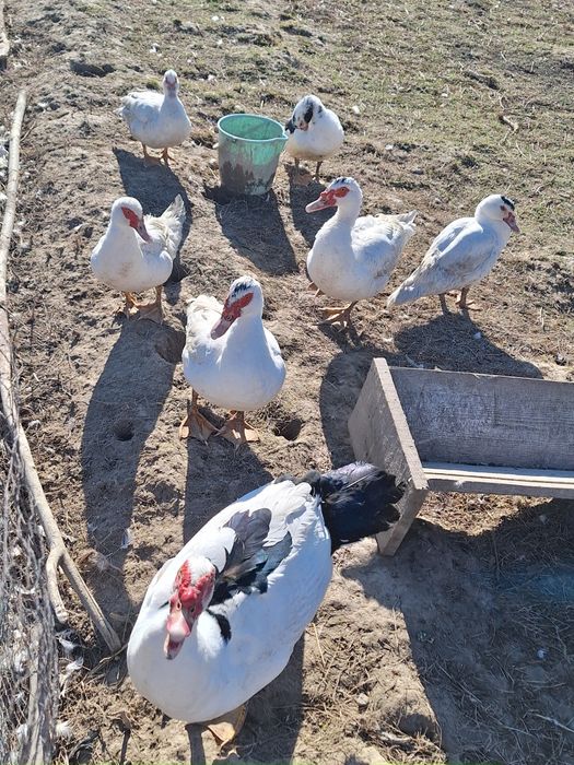 Rațe mute si rățoi la alegere