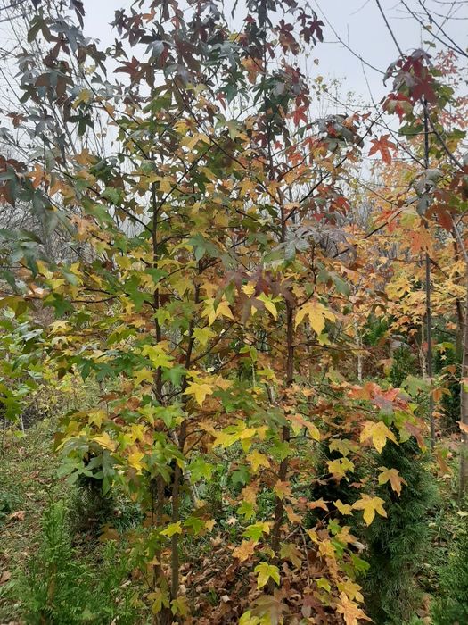 vindem copaci,mesteacăn tei paltin stejar brazi etc