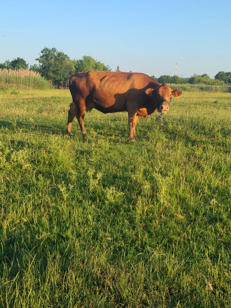 Vacă gestantă metis Angus – fătare în 1 lună, talie mare