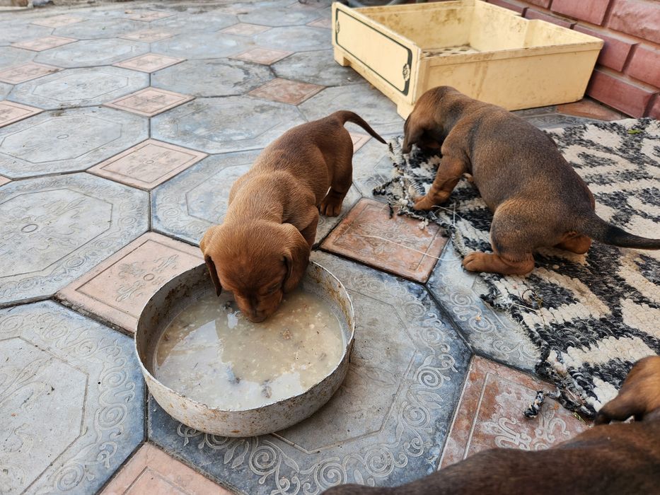 Чистокровные таксы