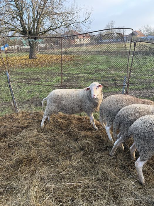 Berbec mior rasa friz german