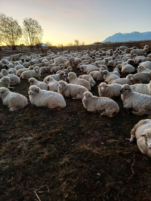 Berbecuți de vânzare