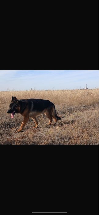 Вязка, немецкая овчарка Кабель