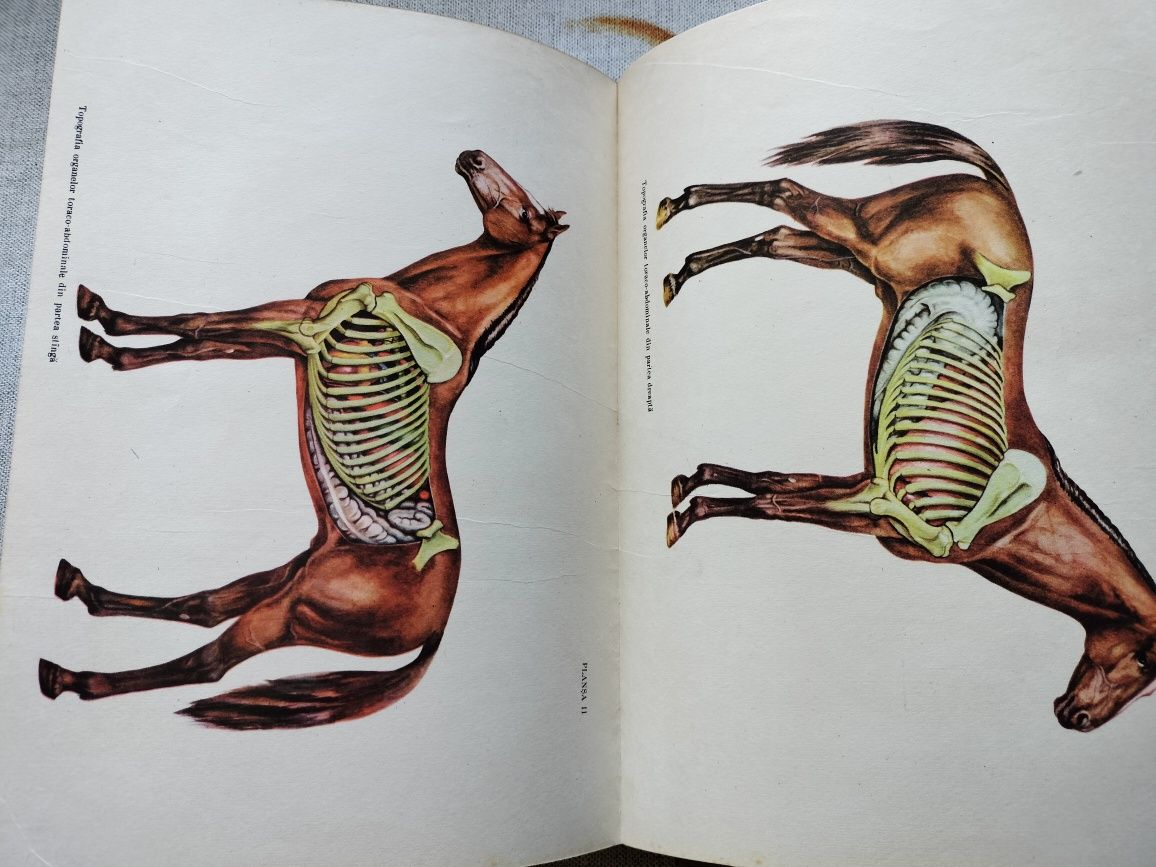 Anatomia topografică a calului, 1955