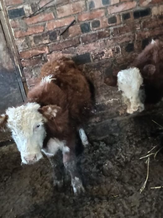 Продам Телят 2 штук