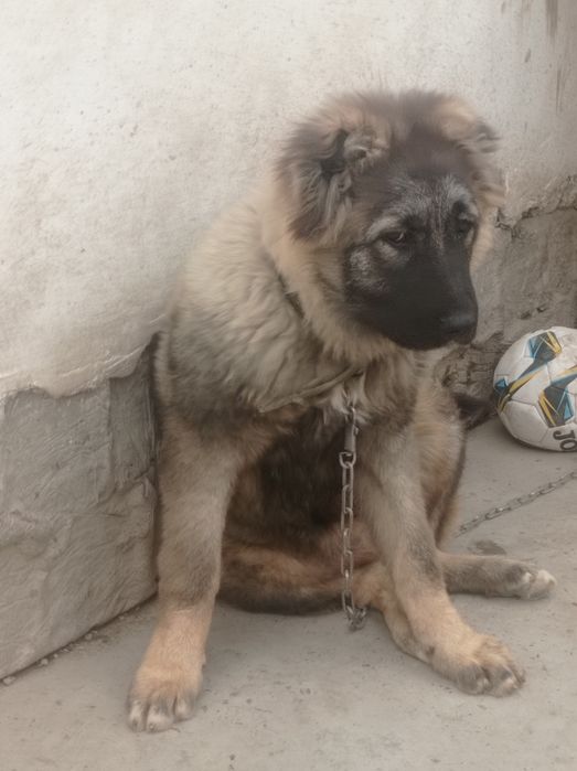 Продаётся девочка кавказская овчарка 6 месяцев