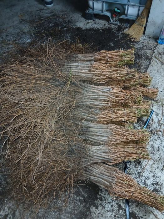 Vita de vie altoita de vânzare