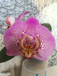 Орхидеи домашнего цветения.