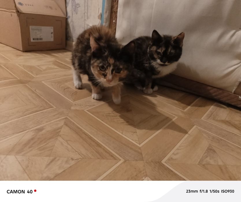 Отдам котят в добрые руки