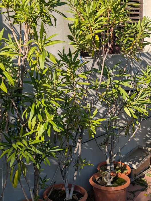 Leandru matur inalt rosu roz alb planta ornamentala