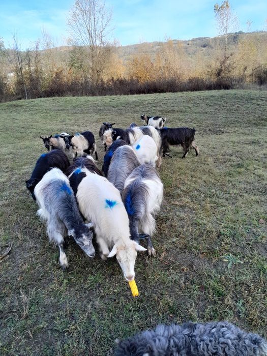 Se vand 13 capre si 2 tapi caprele sunt cele din poze