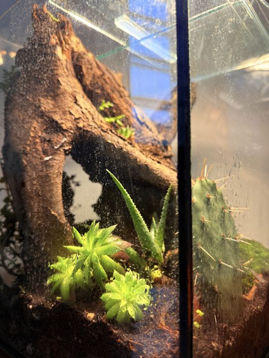 Флорариум в стъклен куб