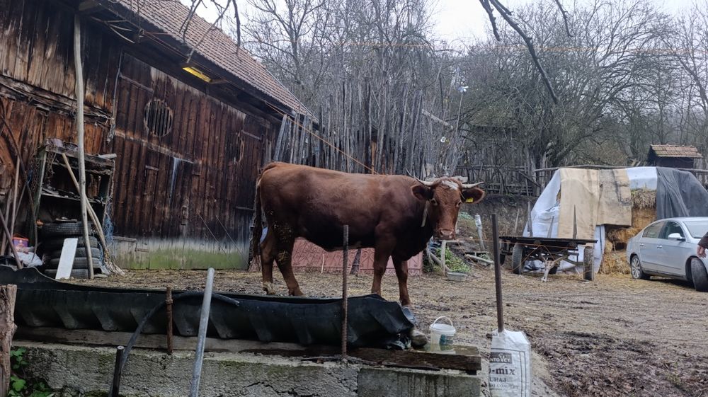 Vacă gestantă de vânzare