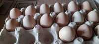 Ouă de bibilici pt incubat sau consum