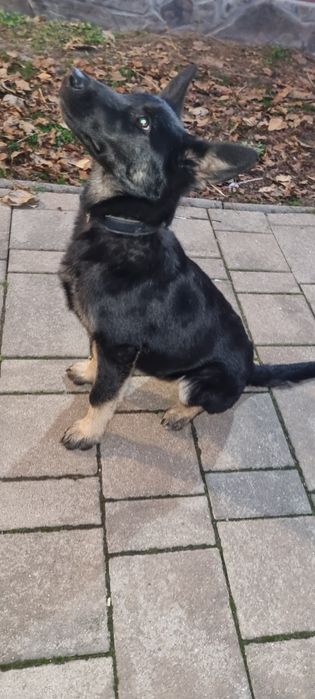 Cățelușă ciobănesc german